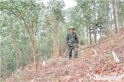 Thầm lặng “chữa lành” những mảnh đất, vạt rừng